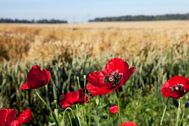 istock red poppies in a field 584469654