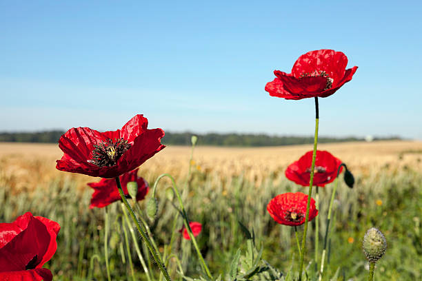 istock red poppies in a field 584469918