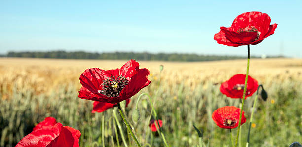 istock red poppies in a field 584469942