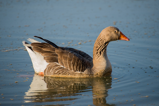 A male goose swims alone on the river.