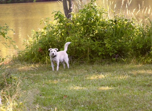 A white dog near the lake.