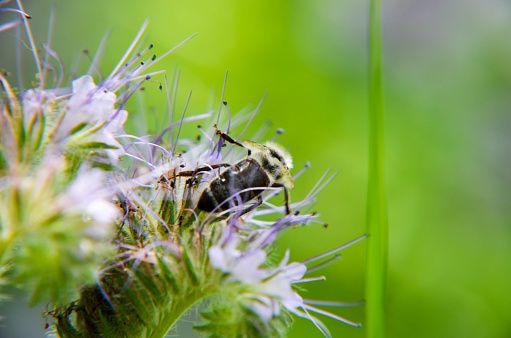 Close-up of phacelia flower tanacetifolia and humble bee collects nectar
