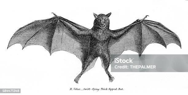 Thick Tipped Bat Illustration 1803 Stock Illustration - Download Image Now - Bat - Animal, Animal, Animal Wing