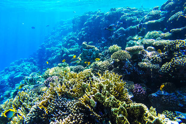 istock red sea underwater coral reef 584472832