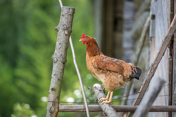 istock Chicken at ecological chicken farm 584473134
