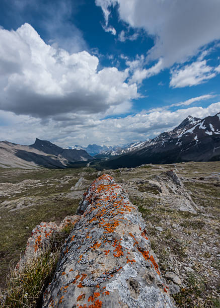 Orange Lichen Covered Rock Fin on Wilcox Pass