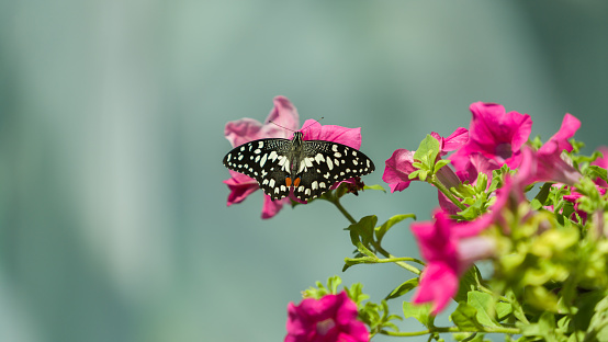 butterfly-papilio demoleus on flower close-up photo,outdoors shot.