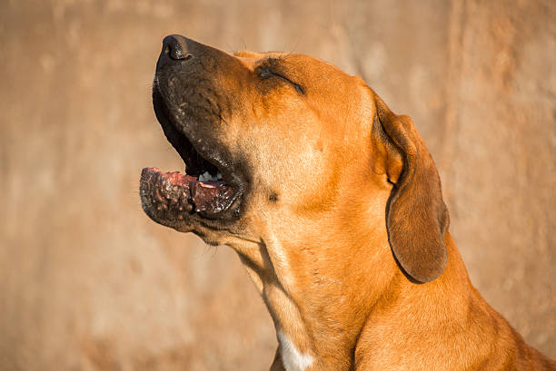 Portrait of a young male Boerboel dog yawning with head upwards.
