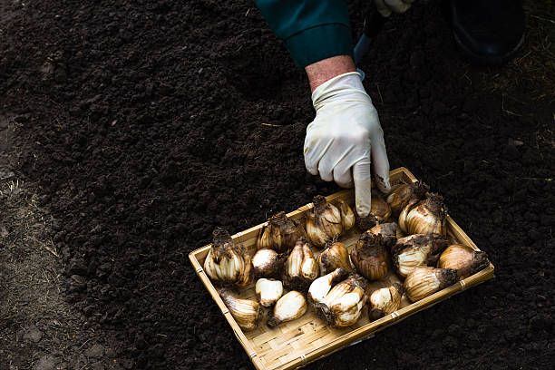 istock Worker is planting daffodil‘s bulbs in the soil 584474976