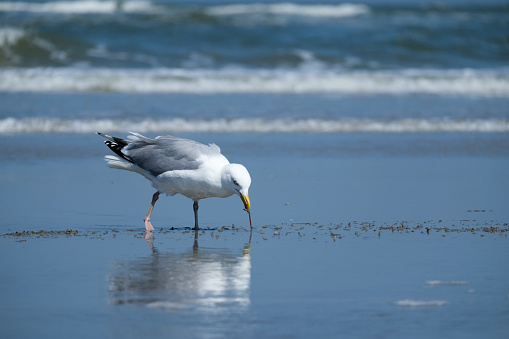 Sea gull eating a worm at the beach