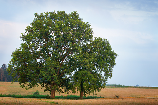 Summer countryside landscape. Farmland with growing oaks. End of July.