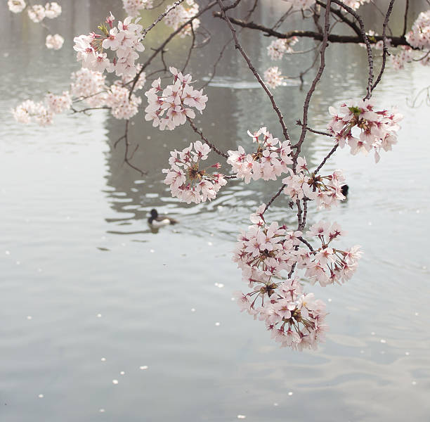 istock Cherry blossom sakura flowers reflecting in water 584476976