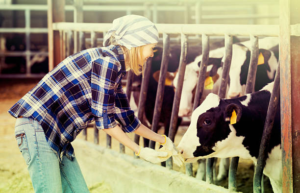 istock Woman with cows at farm 584477302