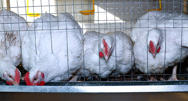 istock Few chickens eating combined feed in the cage 584477584