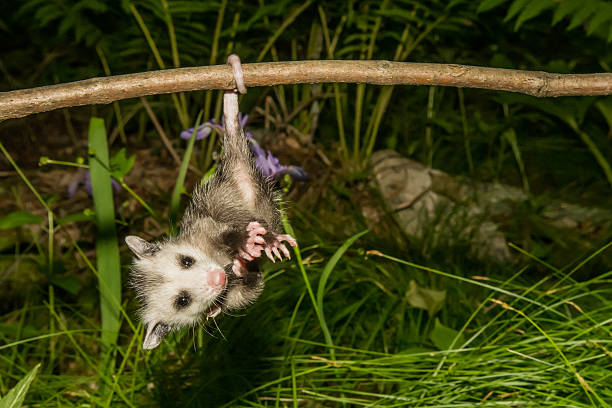 ベビーオポッサム - common opossum ストックフォトと画像