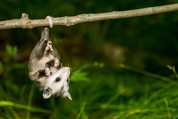 Baby Opossum A baby Opossum hanging from his tail. prehensile tail stock pictures, royalty-free photos & images