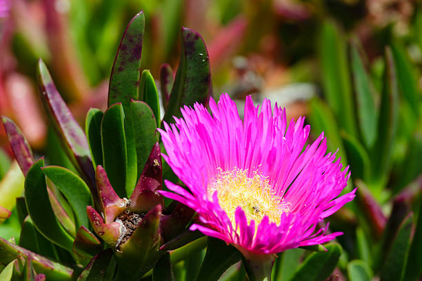 pink flowers (carpobrotus) closeup. - sea fig imagens e fotografias de stock