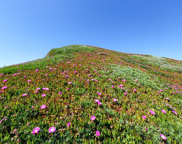 pink flowers (carpobrotus) on hillside. - sea fig imagens e fotografias de stock