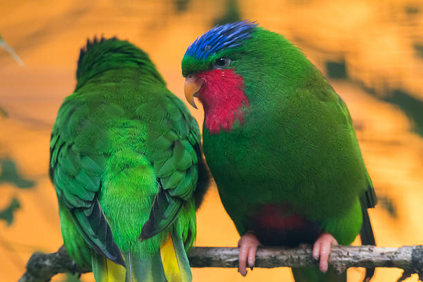 Blue-crowned lorikeet Blue-crowned lorikeet lorikeet stock pictures, royalty-free photos & images