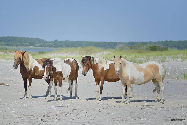 istock Assateague Chincoteague Pony Family 584479694
