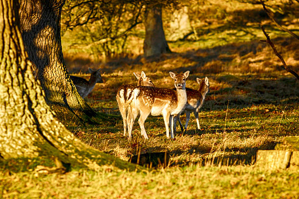 ciervos en barbecho pastando en la vegetación de otoño - animal cute animals deer deer herd fotografías e imágenes de stock