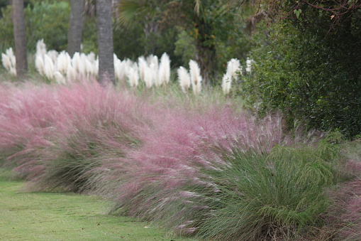 Ornamental long grasses, pampas grass and muhly grass.