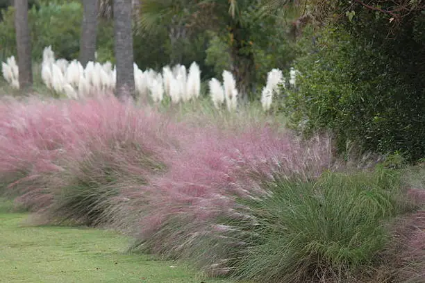 Ornamental long grasses, pampas grass and muhly grass.