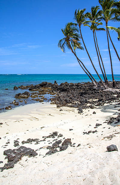 istock Palms, ocean, white sand and lava rock 584482008