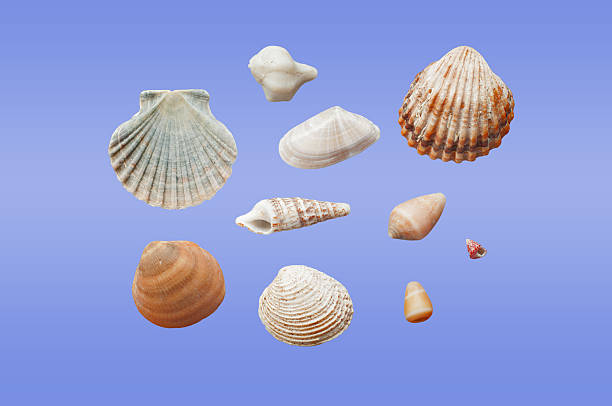 Different types of seashells stock photo