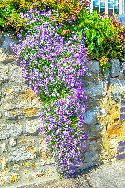 The vertical background image shows a Clematis plant with purple blossoms in front of a yellow wall. There is copy space for your own text.
