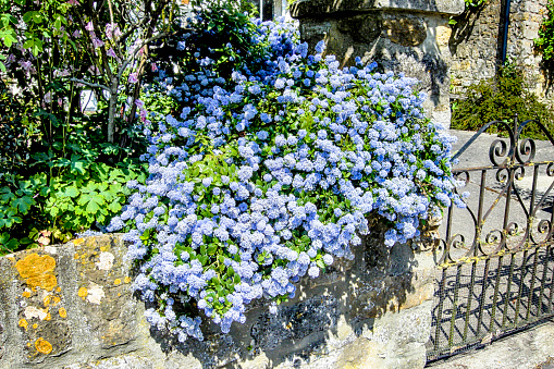 Blue Californian Lilac flowers hanging over a stone wall