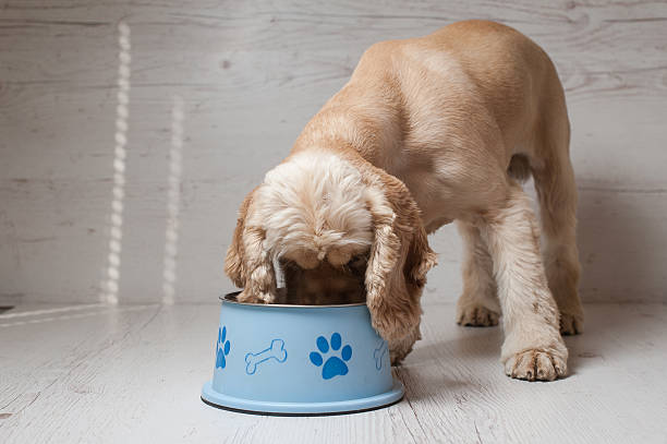 istock Spaniel eating dog food from his bowl 584483500