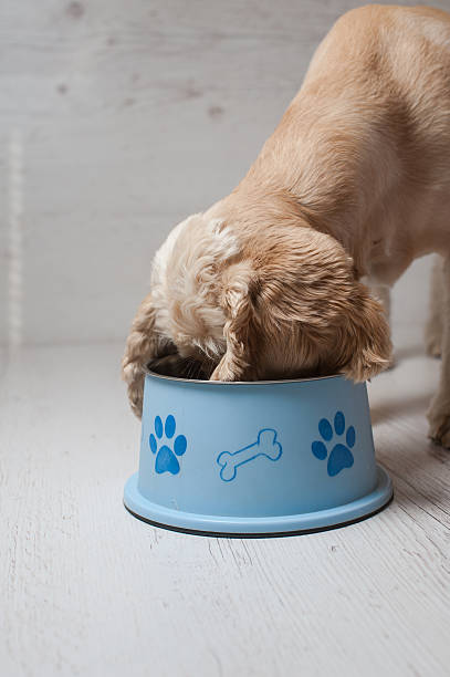 istock Spaniel eating dog food from his bowl 584483542