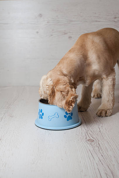 istock Spaniel eating dog food from his bowl 584483568