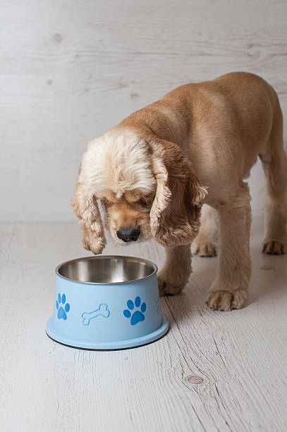 istock Spaniel eating dog food from his bowl 584483580