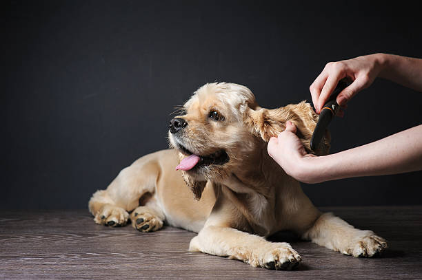 noivo pentes jovem puro-sangue cocker spaniel - welfare cuts - fotografias e filmes do acervo