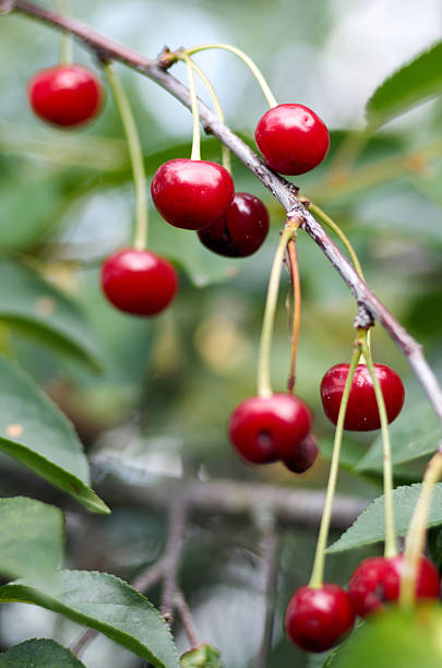 istock Young ripening cherries on a tree in the garden 584484328
