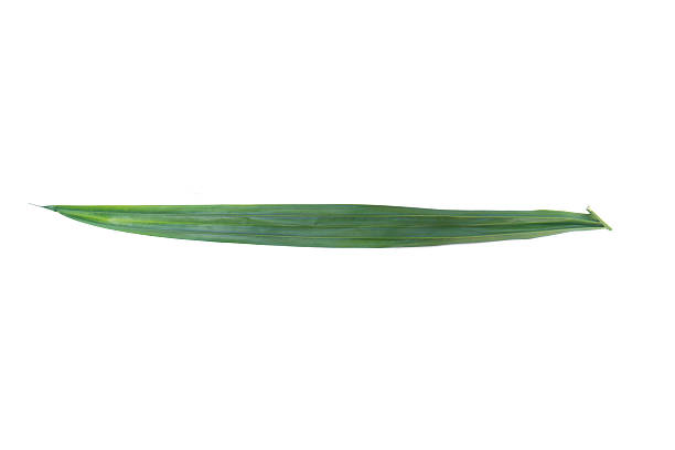 istock Green leaf of palm tree isolated on white background 584484486