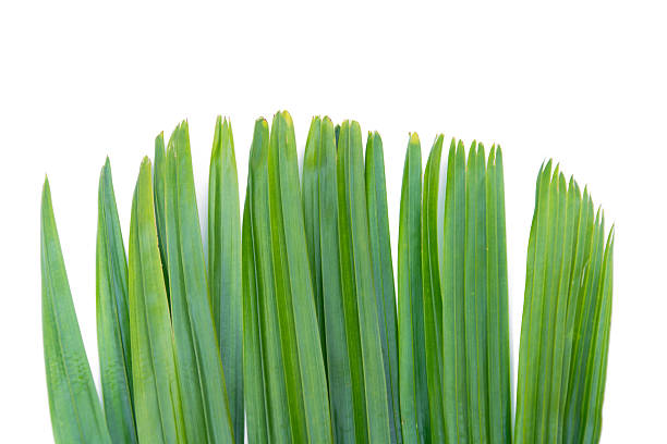 istock Green leaf of palm tree isolated on white background 584484596