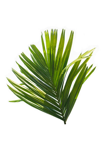 istock Green leaf of palm tree isolated on white background 584484850