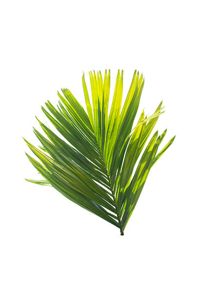 istock Green leaf of palm tree isolated on white background 584485060