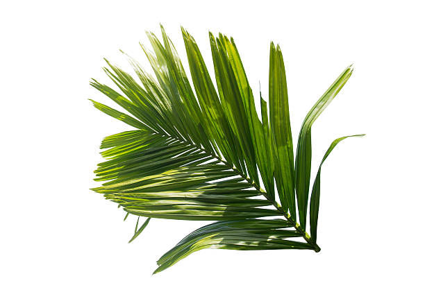 Green leaf of palm tree isolated on white background