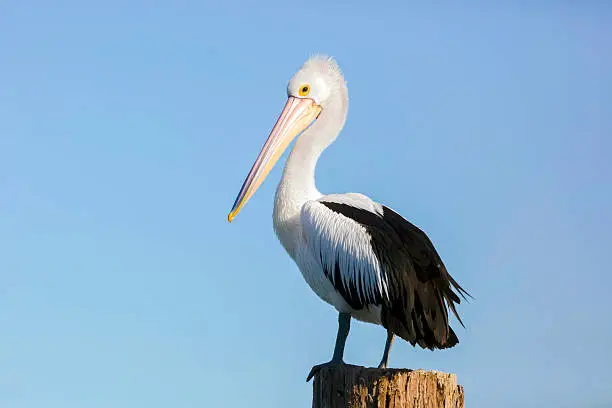 Photo of Pelican standing on wooden post against blue sky, copy space