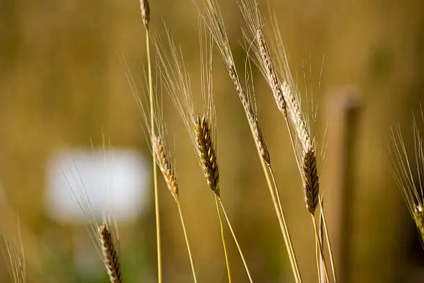 Immature einkorn (Triticum monococcum) in a field in Goettingen , Germany . A healthy cereal .