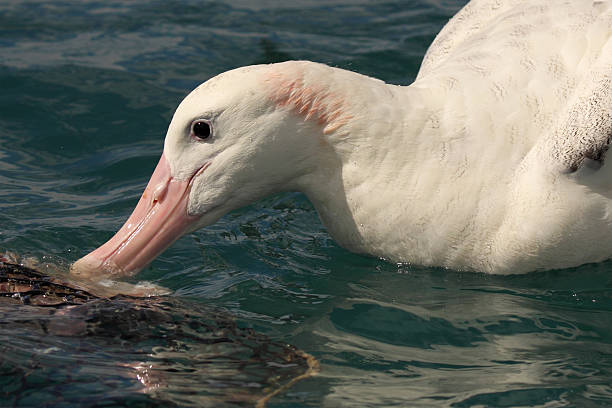 Wandering Albatross Feeding - fotografia de stock