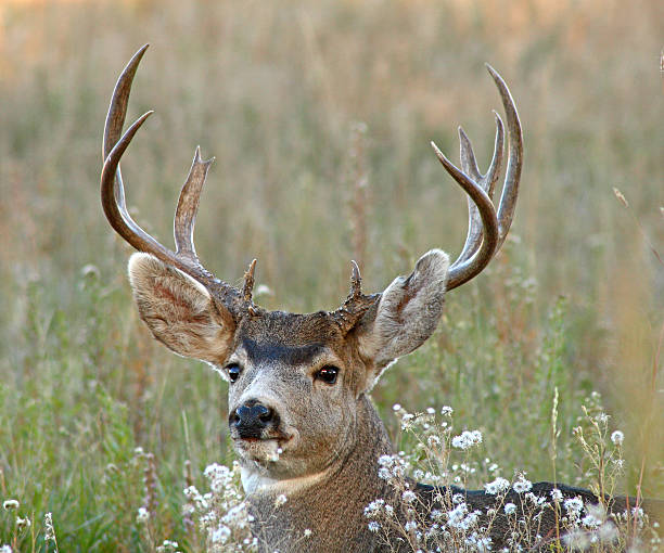 Trophy Buck Resting - fotografia de stock