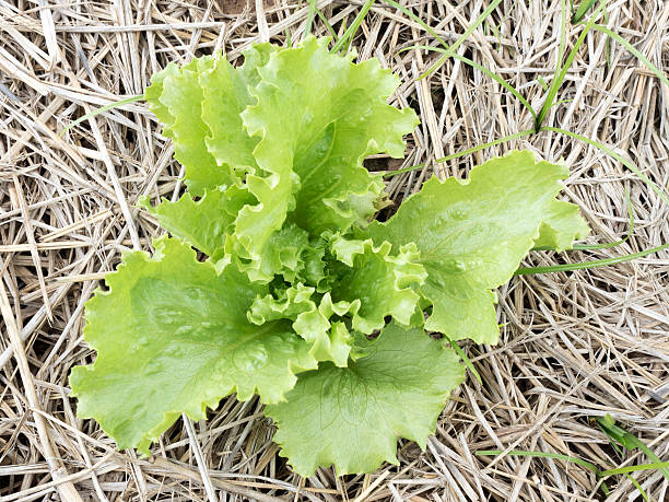 istock Vegetable salad green oak planted 584488656