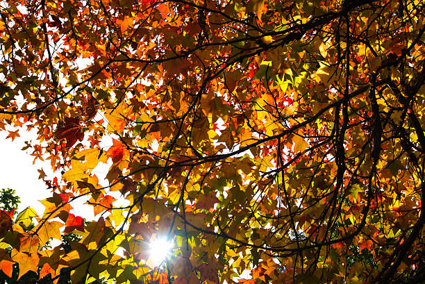 istock Autumn foliage on a sunny day 584488664