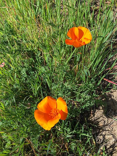 istock California poppy 584488852
