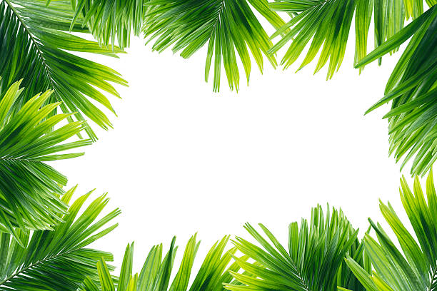 istock Green leaf of palm frame tree isolated on white background 584488970